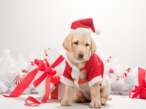  santa Dog क्रिस्मस