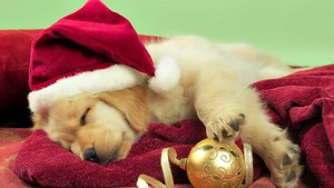  Santa klok, bell Dog Christmas