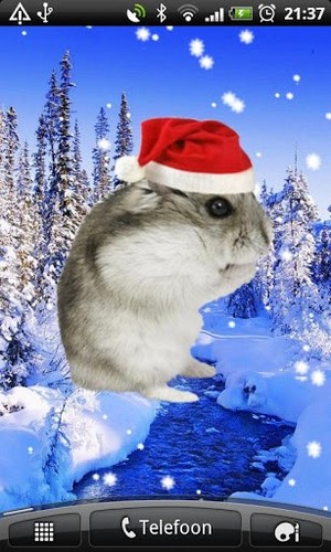  Santa criceto, hamster