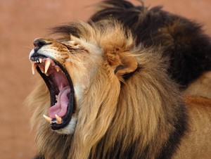  Lion picha
