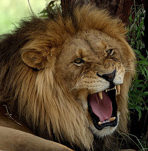  Lion تصویر