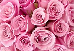  rosa Blumen