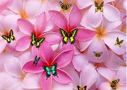  mariposa flor