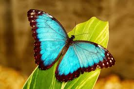 Butterfly ♥
