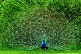  Peacock <3
