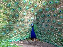 Peacock <3 