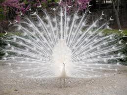  White Peacock <3