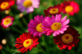 Red and Pink Flowers