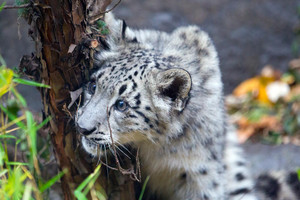  Snow Leopard Cub