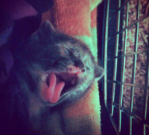  Kitten Yawning