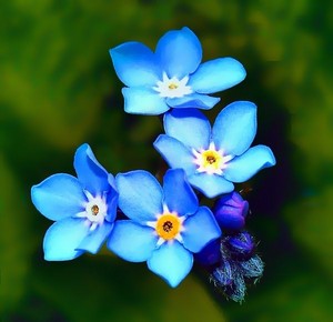 Forget me nots 