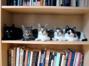  Do あなた have a cat shelf?