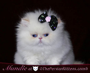  persian kitty