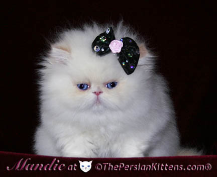 Persian com www kitty Persian Kitty