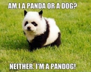Pandog pandog does whatever a pandog does...