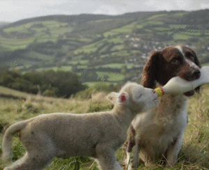 Dog and domba