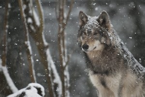  狼, オオカミ in snow