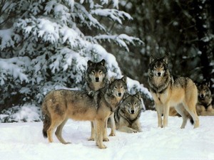  狼, オオカミ hunting group