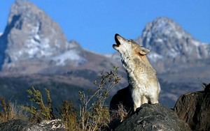  serigala howling