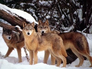  Three Người sói in snow