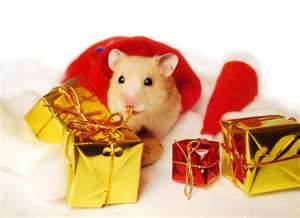  میں hamster, ہمزٹر Christmas