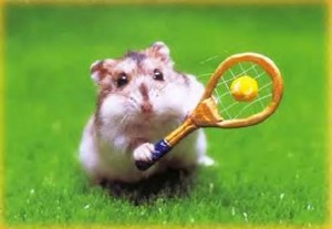  chuột đồng, hamster sports