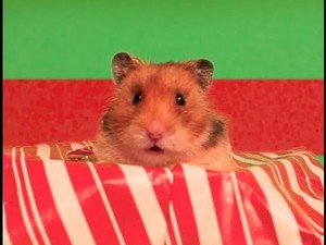 Hamster Christmas