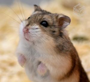 hamster photo
