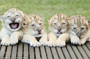 white Ligers (cross between Lion and Tiger)