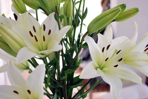  white お花