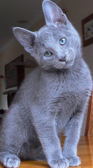  Russian Blue Cat