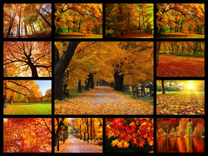  Autumn Liebe