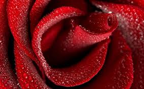  Red frosty Rose
