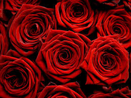  Red Rosen ♥