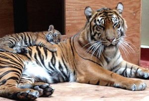  harimau betina, membukakan And Her Cub