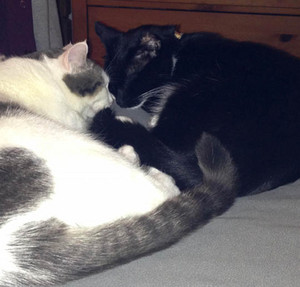  Two 猫 Cuddling