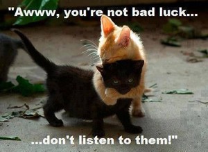Black Cats And Their Luck