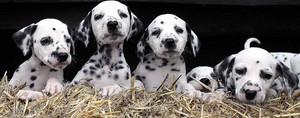  Four Adorable Dalmatian anak anjing