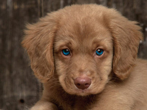  Blue eyed puppy!