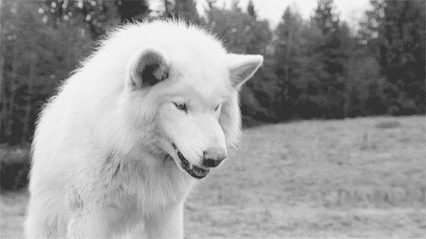  Beautiful white भेड़िया