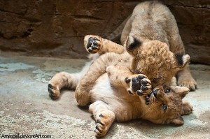  Lion cubs <3
