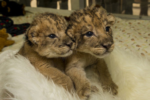  Cute lion cubs