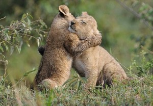  Cute lion hug