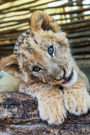  Simba the lion cub