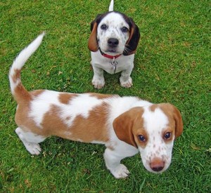  Cute anjing pemburu, beagle puppies.