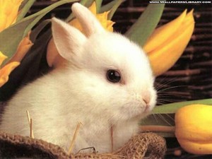  bunny Rabbit