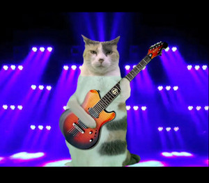  Cat chitarra