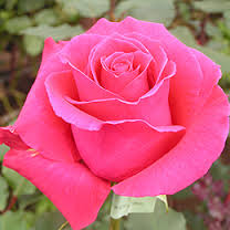  BEAUTIFUL mga rosas