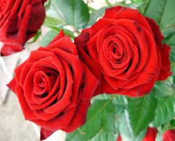  BEAUTIFUL mga rosas