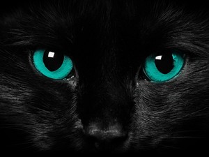 black-cat-blue-eyes-cat-wallpaper.